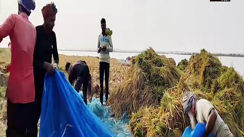 গোমস্তাপুরে উজানে ভারত থেকে ধেয়ে আসা ঢলের পানিতে তলিয়ে গেছে শত শত বিঘা জমির পাকা ধান